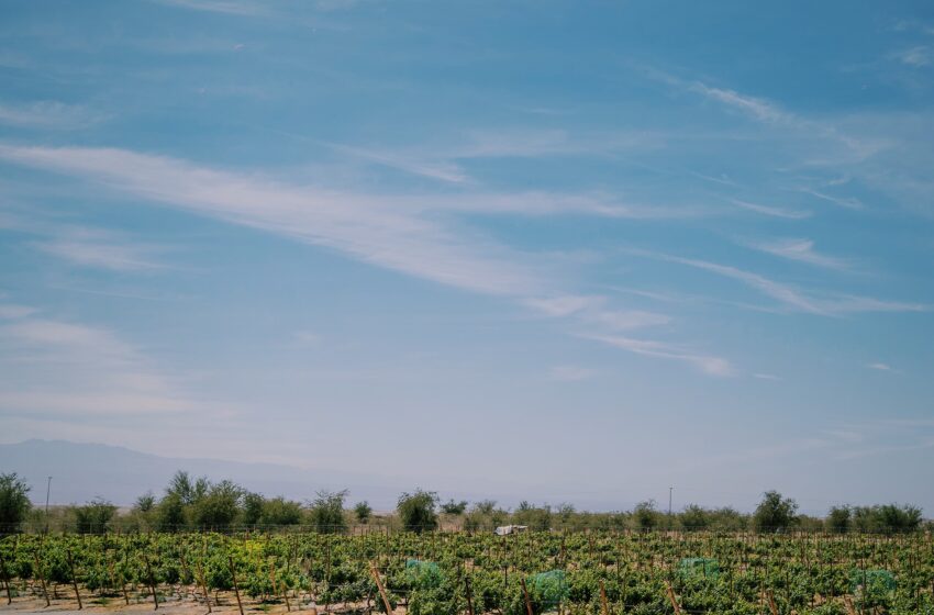  Viña Canchones, un tesoro en el Desierto más árido del mundo