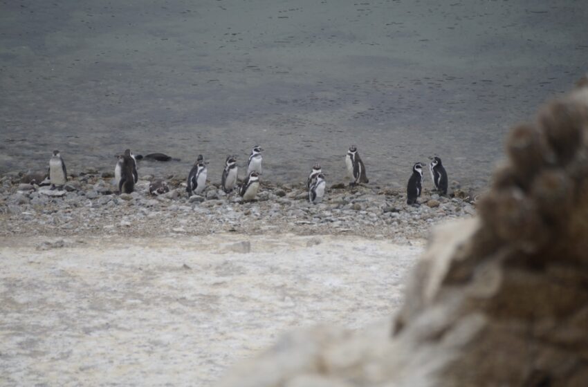  SERNAPESCA entrega reporte de animales marinos varados muertos por situación de influenza aviar